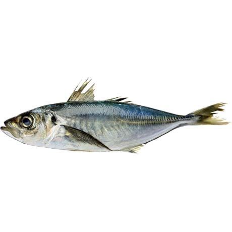 Mackerel Fish 1kg
