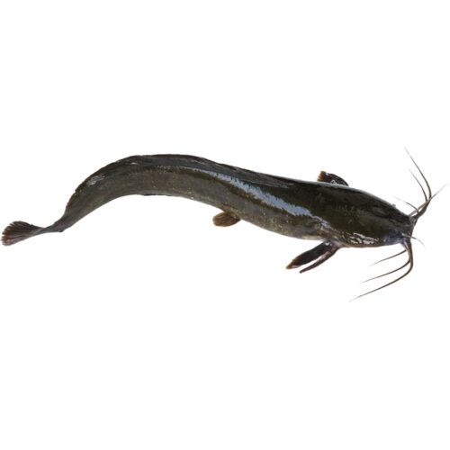 Catfish* Ngolo Black Gutted 1kg