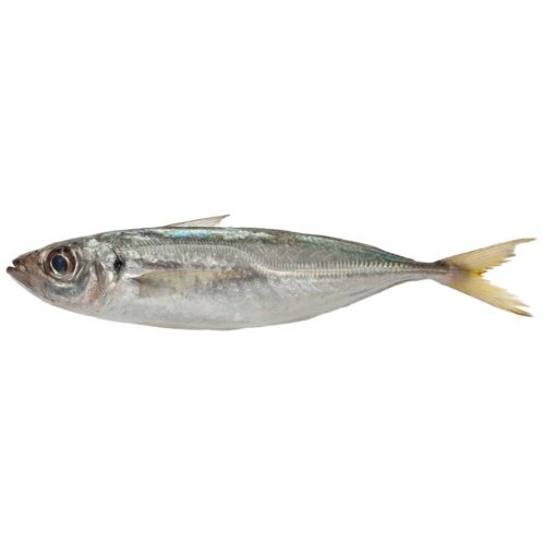 Horsemackerel 1kg